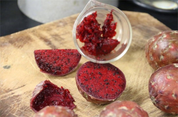 Científicos estudian frutos de cactáceas para disminuir glucosa