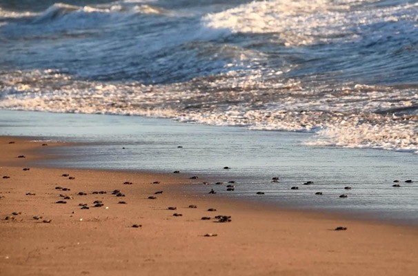 Libera UNAM 200 mil crías de tortuga marina