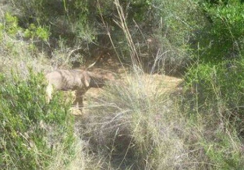 Sin identificar cadáver encontrado en Villas de San Nicolás