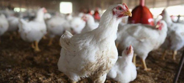 Advierte la FAO sobre peligroso aumento de casos de influenza aviar H7N9