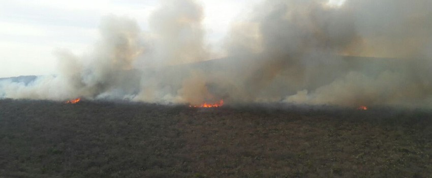 Se consumen más de 50 hectáreas de pastizal en incendio en los límites de Lagos y León