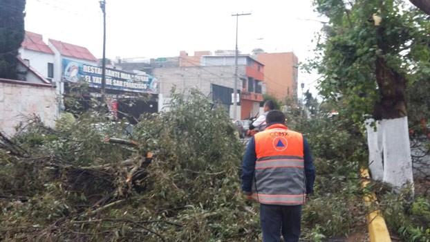 Lluvia y viento tiran 11 árboles en la Ciudad de México