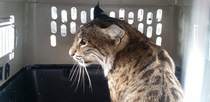 Procuraduría ambiental reintegra a su hábitad a gato montés hallado en NL