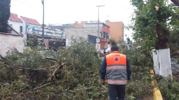 Lluvia y viento tiran 11 árboles en la Ciudad de México