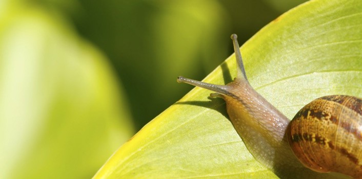 Científicos proponen baba de caracol para tratar úlceras en diabéticos