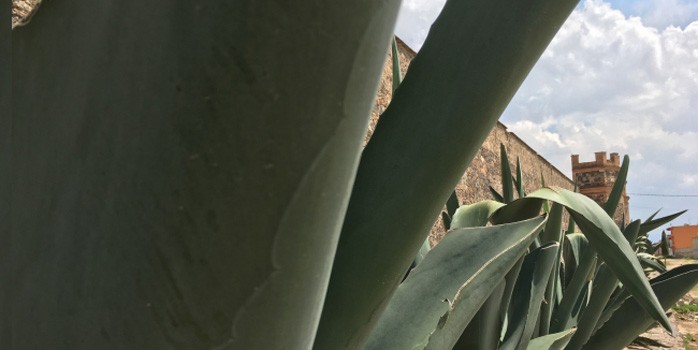 Investigadora alerta sobre riesgo de producción del pulque en México