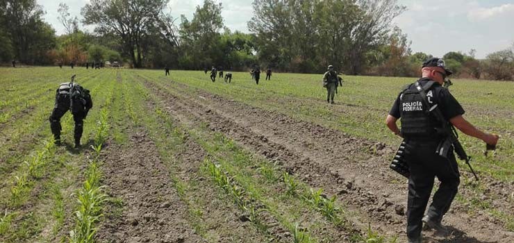 Aseguran más de 25 mil plantas de marihuana en Jalpa de Cánovas
