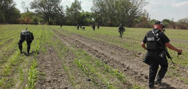 Aseguran más de 25 mil plantas de marihuana en Jalpa de Cánovas