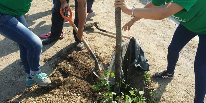 Reforestan glorietas de León