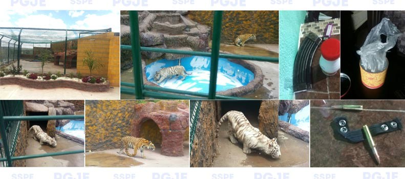 PGJE asegura tigres, dinero y droga en Jerécuaro