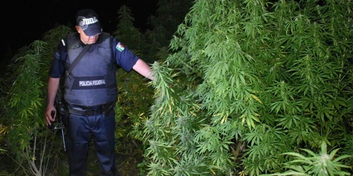 Encuentran plantío de marihuana en Xichú