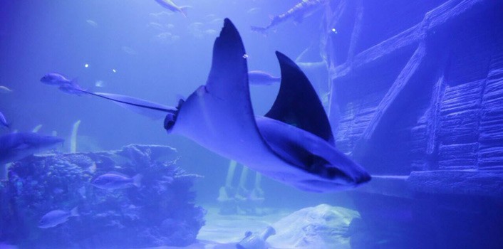 Inauguran Acuario del Bajío con cerca de 10 mil ejemplares