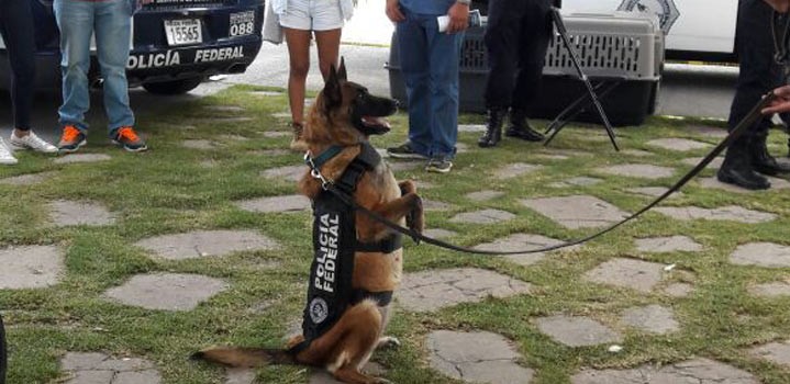 Binomios caninos forman parte de la Policía Federal