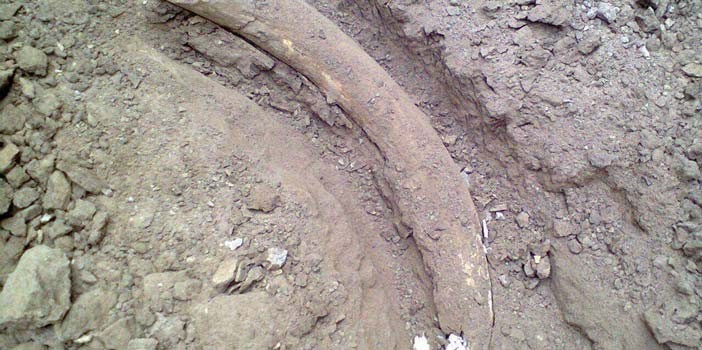 Encuentran restos de Mamut en Doctor Mora, Guanajuato
