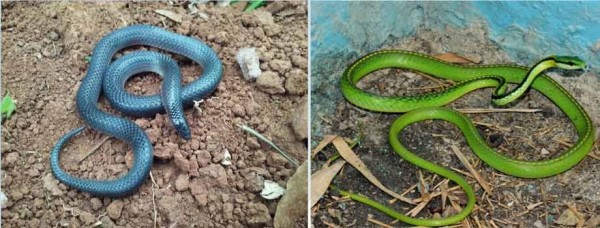 Incrementa presencia de anfibios y reptiles en Áreas Naturales Protegidas de Guanajuato