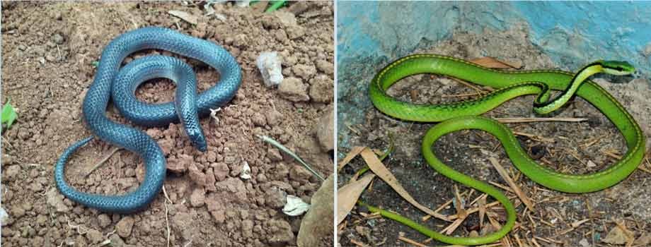 Incrementa presencia de anfibios y reptiles en Áreas Naturales Protegidas de Guanajuato