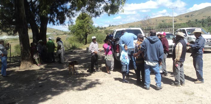 Detectan y combaten plaga de chapulín en Silao