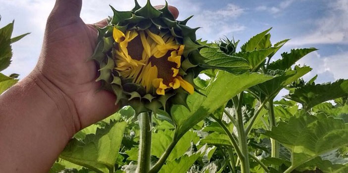 Promueven siembra de girasol como alternativa a los cultivos tradicionales