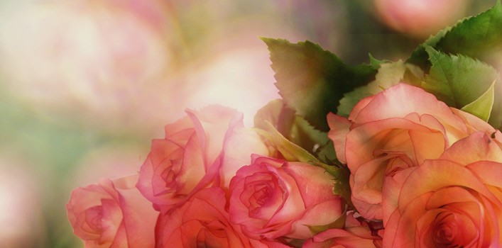 Garantizan abasto de rosas para enamorados