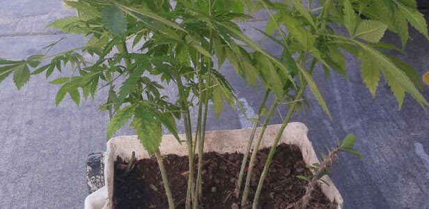 Lo investigan por cultivar marihuana frente a su casa
