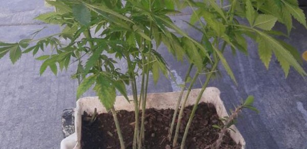 Lo investigan por cultivar marihuana frente a su casa