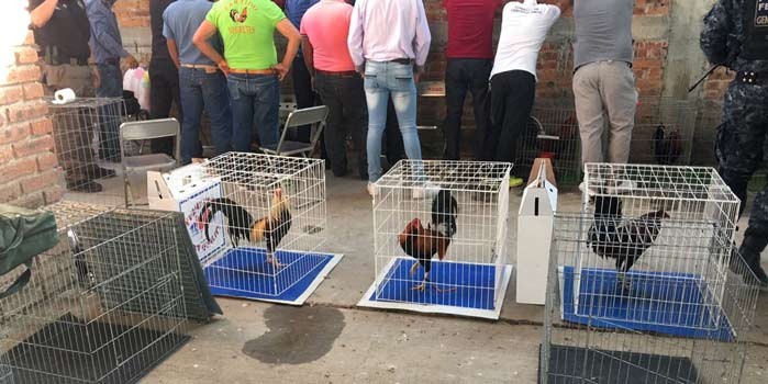 Aseguran 60 gallos de pelea y 21 personas