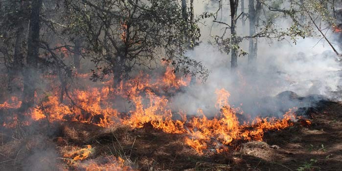 Tras 6 días de labores extinguen incendio en Sierra de Lobos