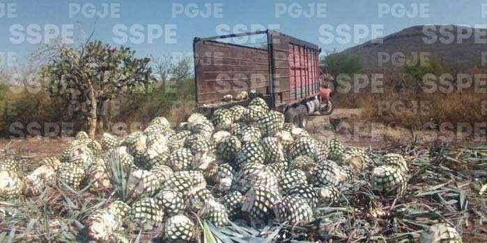 En Manuel Doblado detienen a jalisciences como presuntos ladrones de agave