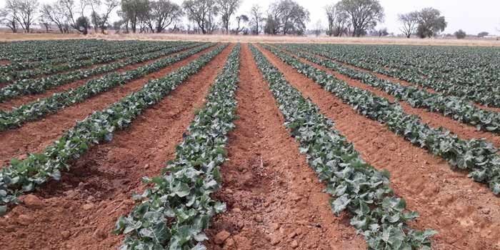 Se aplicará veda a crucíferas del 1 de mayo al 14 de junio en el Bajío