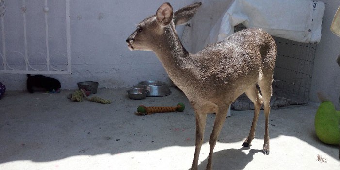 PROFEPA asegura 3 pericos y un venado cola blanca en León
