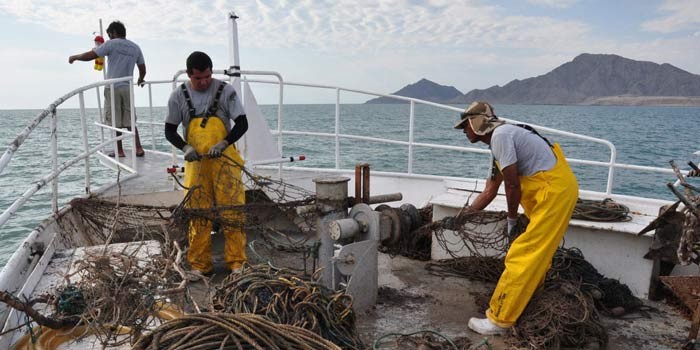 Quitan “redes fantasma“ del mar para proteger a la vaquita marina