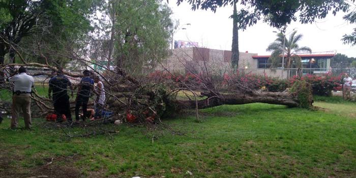 Ráfagas de viento tiraron 7 árboles y tres postes