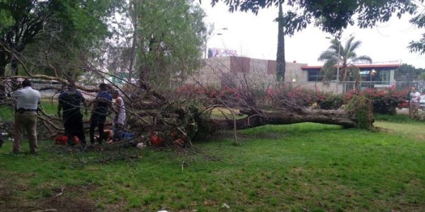 Ráfagas de viento tiraron 7 árboles y tres postes