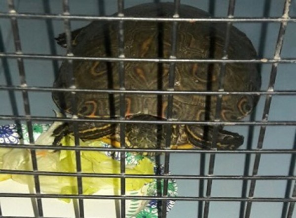 Aseguran tortuga en camión turístico procedente de Guerrero