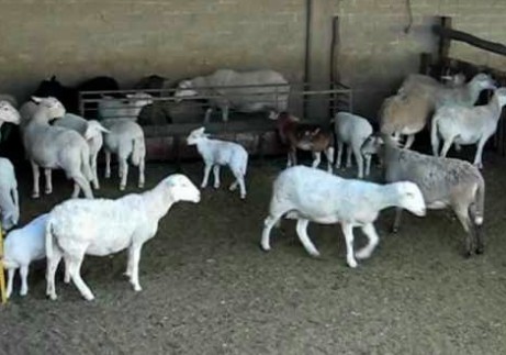 Borrego mata de un tope a mujer