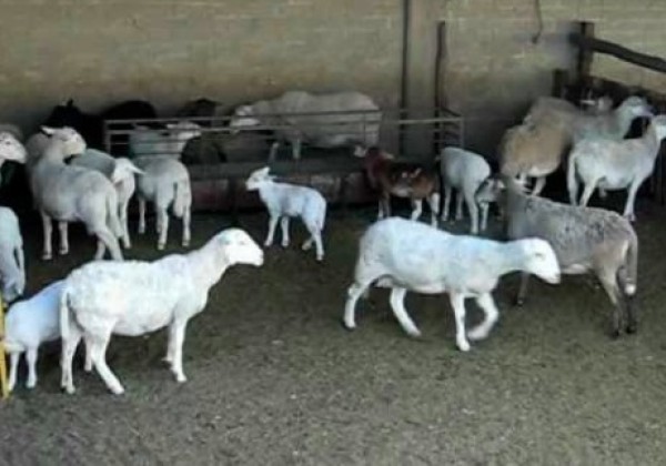 Borrego mata de un tope a mujer