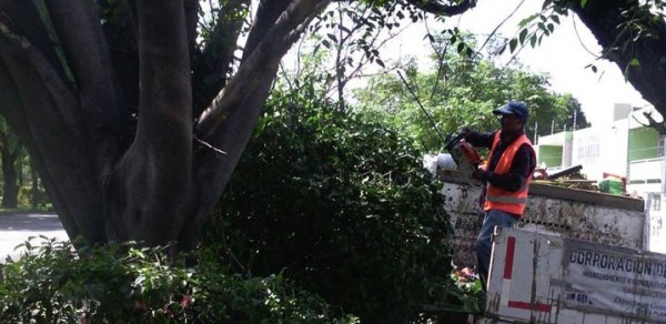 Realizarán mantenimiento de áreas verdes en León