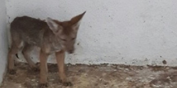 Aseguran a cachorro de coyote en Irapuato