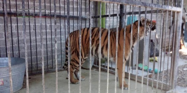 Profepa rescata a tigre de bengala en Villagrán