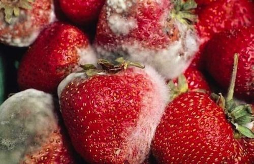 Alerta IMSS de enfermedades por comer alimentos en mal estado