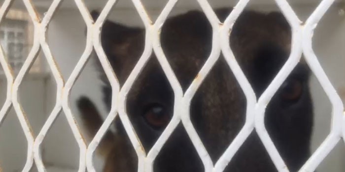 Rescatan a can que sufría maltrato animal