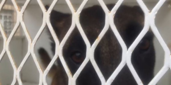 Rescatan a can que sufría maltrato animal