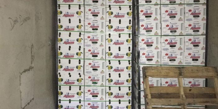 Aseguran 20 toneladas de aguacate en Acámbaro