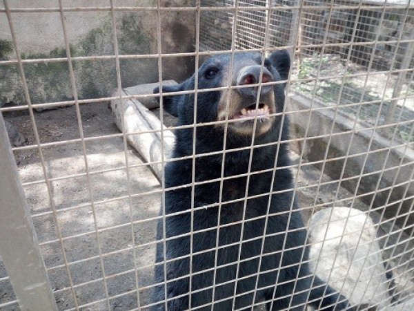 Entregan oso negro rescatado en Salamanca a Zoológico de León