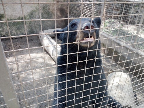 Entregan oso negro rescatado en Salamanca a Zoológico de León