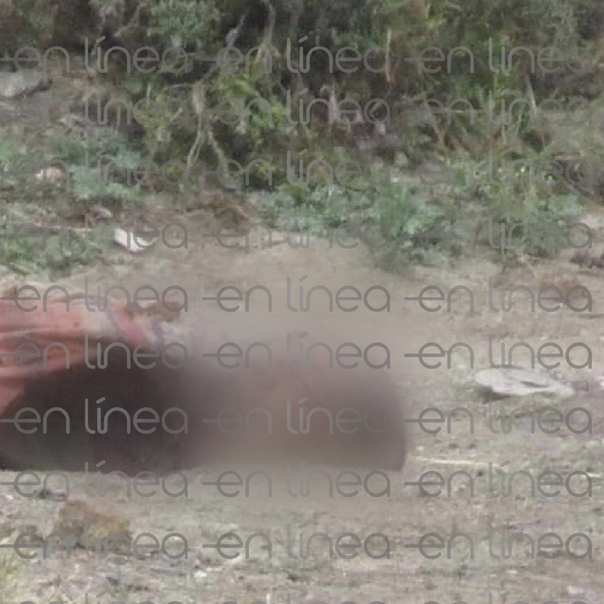 Restos esparcidos en Silao son de una misma persona