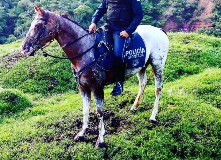Se escapa caballo de la Policía Montada