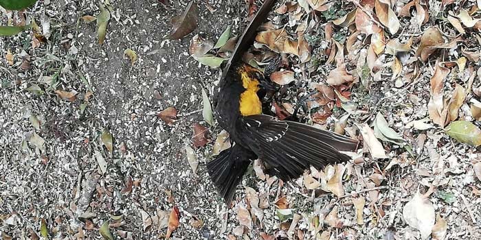 Encuentran decenas de aves muertas en ciclovía del bulevar Las Torres