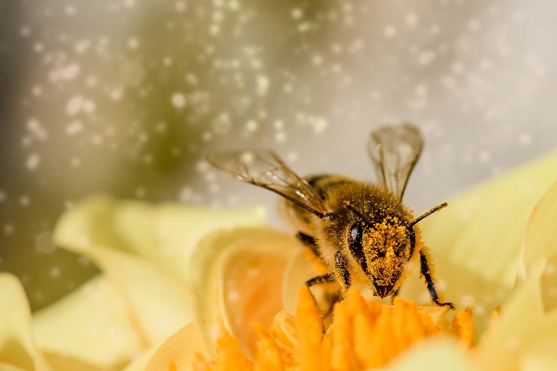 Según científicos, las abejas pueden sumar y restar