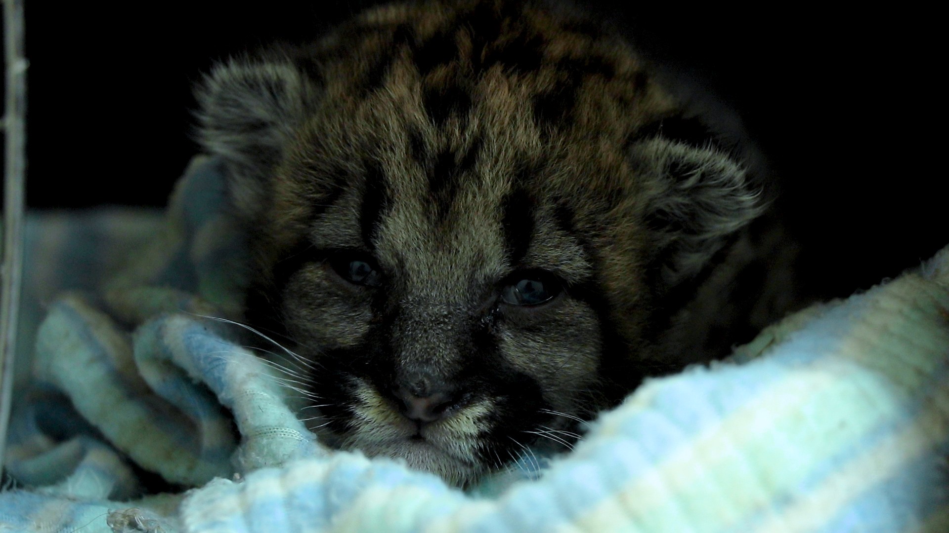 Tiene Zoológico de León nuevo cachorro de puma